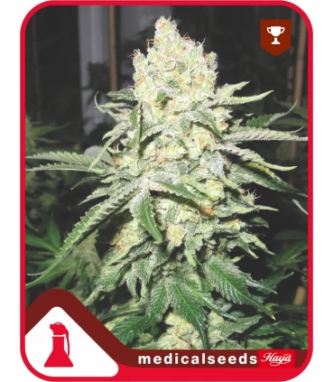 No Name - Medical Seeds - Kayamurcia.es
