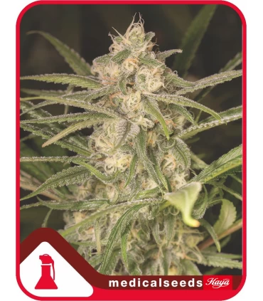 Auto No Name - Medical Seeds - Kayamurcia.es