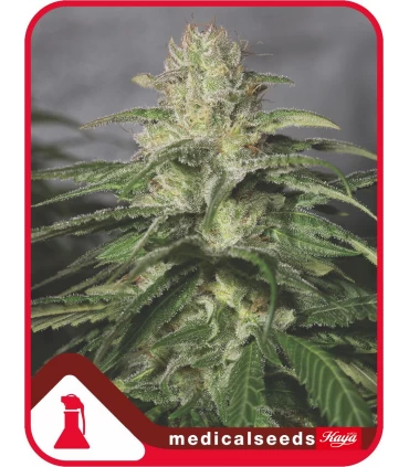 OG Kush CBD - Medical Seeds - Kayamurcia.es