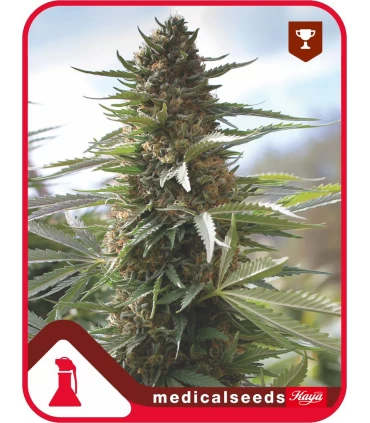 Over Dawg - Medical Seeds - Kayamurcia.es