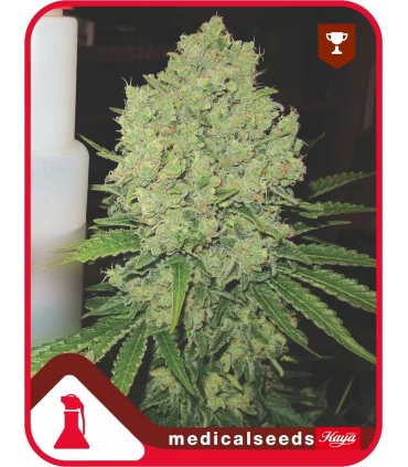 Prozac - Medical Seeds - Kayamurcia.es