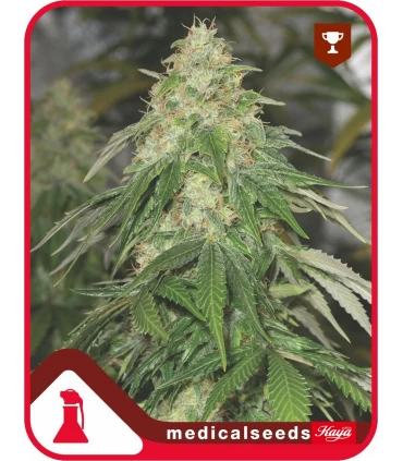 Some Sweet - Medical Seeds - Kayamurcia.es