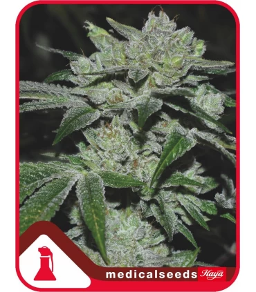 Sour Glue - Medical Seeds - Kayamurcia.es