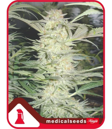 White Widow - Medical Seeds - Kayamurcia.es