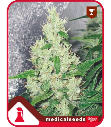 Y Griega - Medical Seeds - Kayamurcia.es