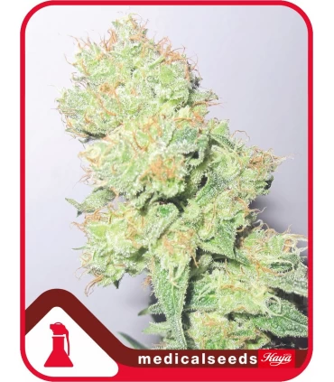 Y Griega CBD - Medical Seeds - Kayamurcia.es