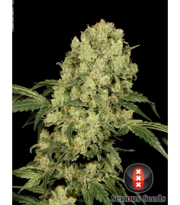 AK 47 - Serious Seeds - Kayamurcia.es