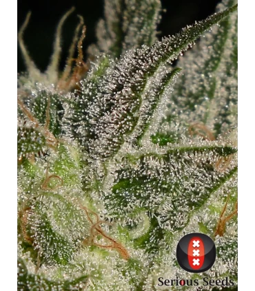 AK 47 - Serious Seeds - Kayamurcia.es