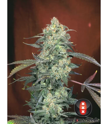 AK 47 - Serious Seeds - Kayamurcia.es