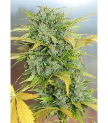 Auto AK 47 - Serious Seeds - Kayamurcia.es