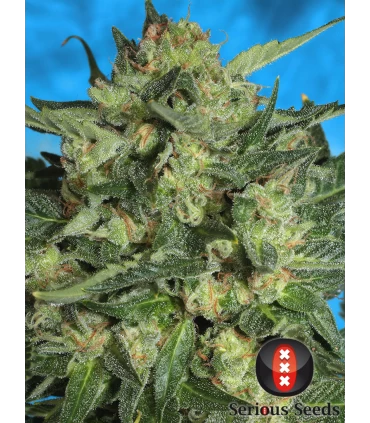 Auto White Russian - Serious Seeds - Kayamurcia.es