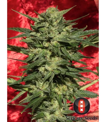Auto White Russian - Serious Seeds - Kayamurcia.es