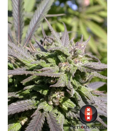 Biddy Early - Serious Seeds - Kayamurcia.es