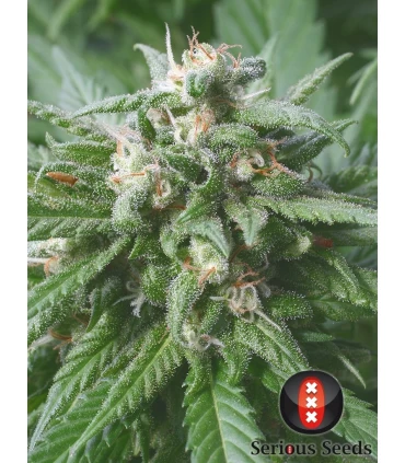 Biddy Early - Serious Seeds - Kayamurcia.es
