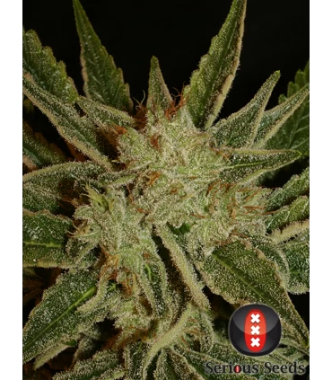 Bubble Gum - Serious Seeds - Kayamurcia.es