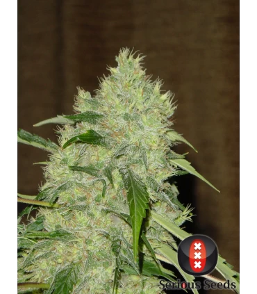Bubble Gum - Serious Seeds - Kayamurcia.es