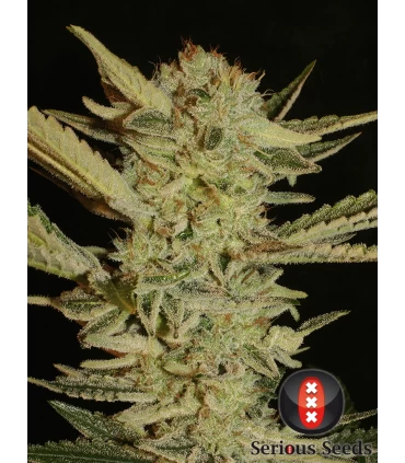 Bubble Gum - Serious Seeds - Kayamurcia.es