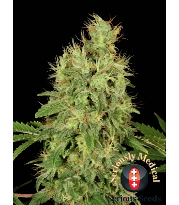 CBD Chronic - Serious Seeds - Kayamurcia.es