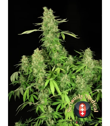 CBD Chronic - Serious Seeds - Kayamurcia.es