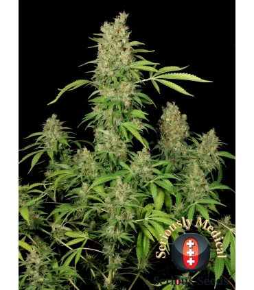 CBD Chronic - Serious Seeds - Kayamurcia.es
