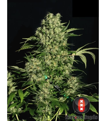 Chronic - Serious Seeds - Kayamurcia.es