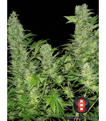 Double Dutch - Serious Seeds - Kayamurcia.es