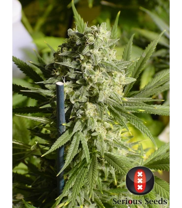 Double Dutch - Serious Seeds - Kayamurcia.es