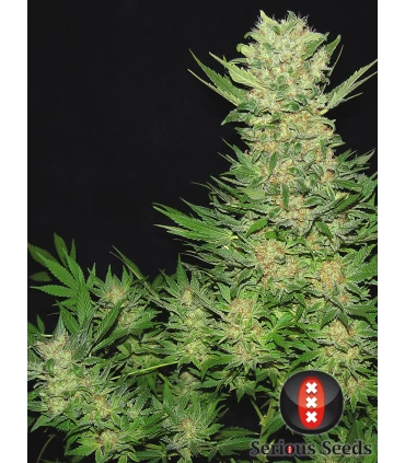 Double Dutch - Serious Seeds - Kayamurcia.es