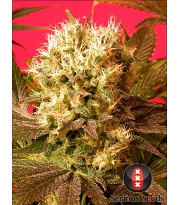 Motavation - Serious Seeds - Kayamurcia.es