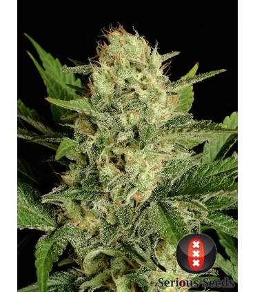 Motavation - Serious Seeds - Kayamurcia.es