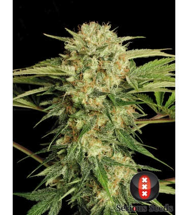 Motavation - Serious Seeds - Kayamurcia.es