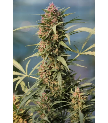 Serious 6 - Serious Seeds - Kayamurcia.es