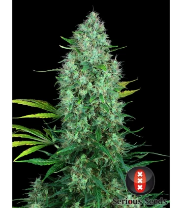 Serious 6 - Serious Seeds - Kayamurcia.es