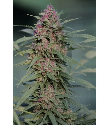 Serious 6 - Serious Seeds - Kayamurcia.es