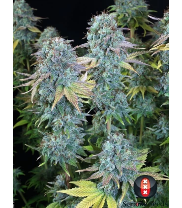 Serious Happines - Serious Seeds - Kayamurcia.es