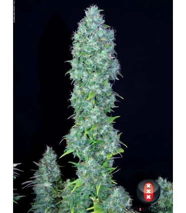 Serious Happines - Serious Seeds - Kayamurcia.es