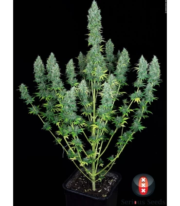 Serious Happines - Serious Seeds - Kayamurcia.es