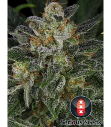 Serious Kush - Serious Seeds - Kayamurcia.es