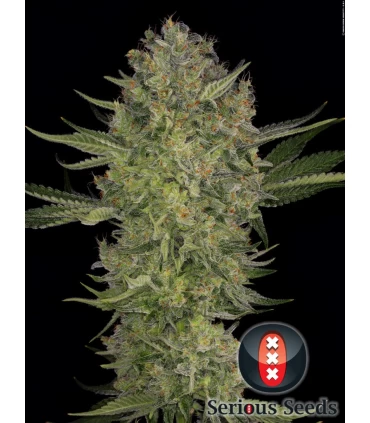 Serious Kush - Serious Seeds - Kayamurcia.es