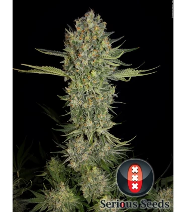 Serious Kush - Serious Seeds - Kayamurcia.es