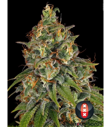Strawberry AK - Serious Seeds - Kayamurcia.es