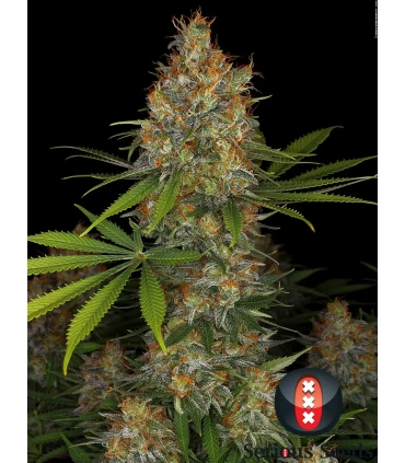 Strawberry AK - Serious Seeds - Kayamurcia.es