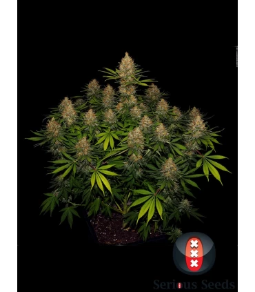 Strawberry AK - Serious Seeds - Kayamurcia.es