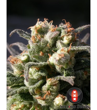 Warlock - Serious Seeds - Kayamurcia.es