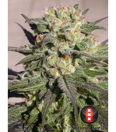 Warlock - Serious Seeds - Kayamurcia.es