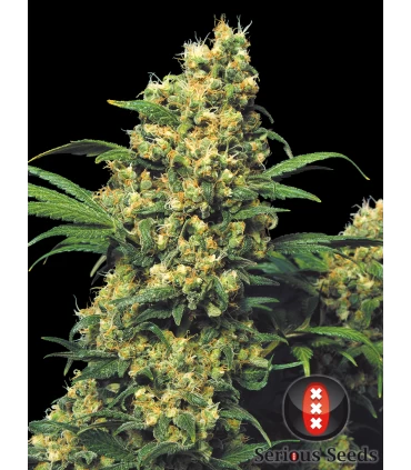 Warlock - Serious Seeds - Kayamurcia.es