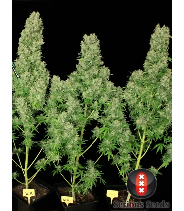 White Russian - Serious Seeds - Kayamurcia.es