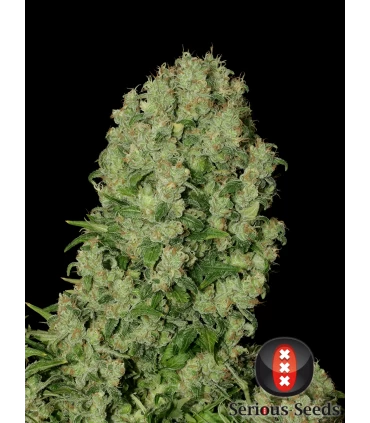 White Russian - Serious Seeds - Kayamurcia.es