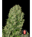 White Russian - Serious Seeds.