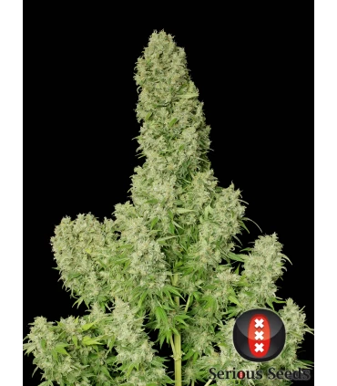 White Russian - Serious Seeds - Kayamurcia.es